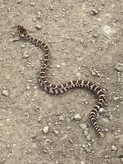 Crotalus oreganus oreganus