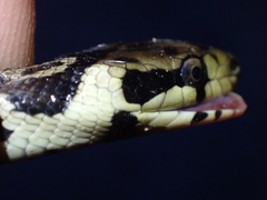 Zamenis longissimus