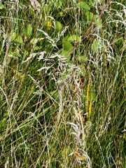 Agrostis stolonifera