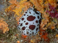 Peltodoris atromaculata