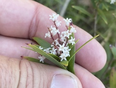 Leucopogon affinis