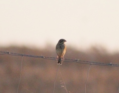 Emberiza calandra
