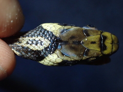 Zamenis longissimus