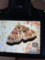 Metalectra richardsi