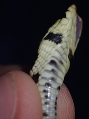 Zamenis longissimus