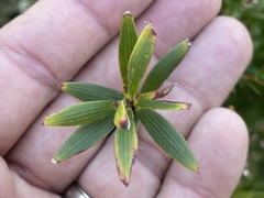 Leucopogon affinis