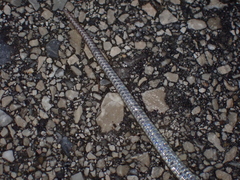 Zamenis longissimus