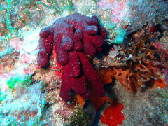 Alcyonium acaule