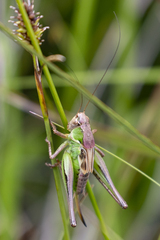 Platycleis albopunctata