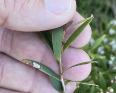 Leucopogon affinis