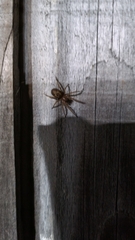 Amaurobius