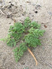 Daucus pumilus