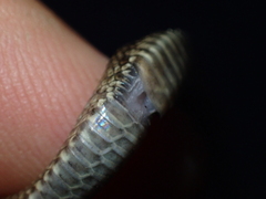 Zamenis longissimus