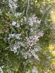 Leucopogon affinis