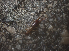 Apterygida albipennis