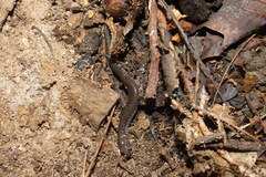 Plethodon cinereus