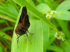 Torbenlarsenia gemella