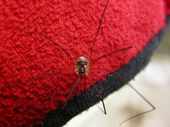 Leptobunus parvulus