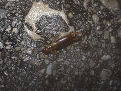 Apterygida albipennis