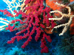 Alcyonium coralloides