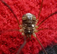 Leptobunus parvulus