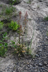 Rumex lapponicus