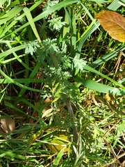 Artemisia absinthium