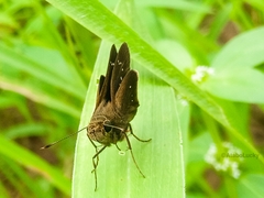 Torbenlarsenia gemella