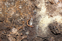 Plethodon cinereus