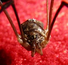 Leptobunus parvulus