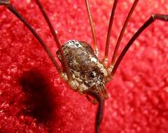 Leptobunus parvulus