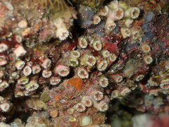 Polycyathus muellerae