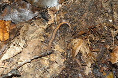 Plethodon cinereus