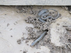 Helicops leopardinus