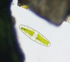 Netrium digitus