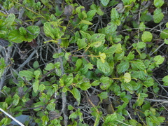 Ceanothus foliosus