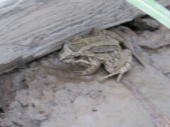 Leptodactylus petersii