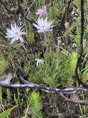 Knowltonia tenuifolia