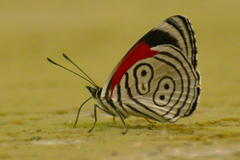 Diaethria