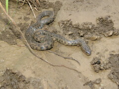 Helicops leopardinus