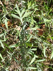 Artemisia absinthium