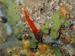 Tripterygion melanurus