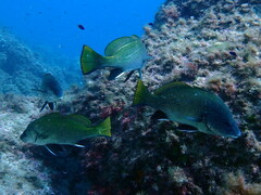 Sciaena umbra