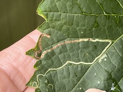 Phyllocnistis vitifoliella