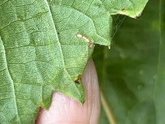 Phyllocnistis vitifoliella