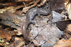 Ambystoma laterale