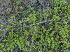 Ceanothus foliosus