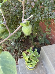 Datura