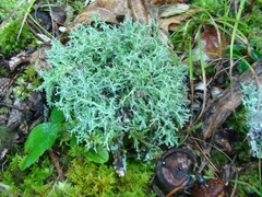 Cladonia furcata