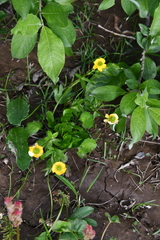 Ranunculus sulphureus